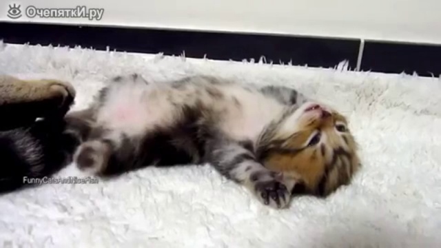 Милейшие котята во сне смотреть онлайн