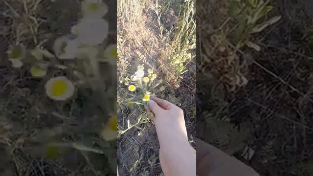 чем отличается обычная ромашка от лечебной смотреть онлайн
