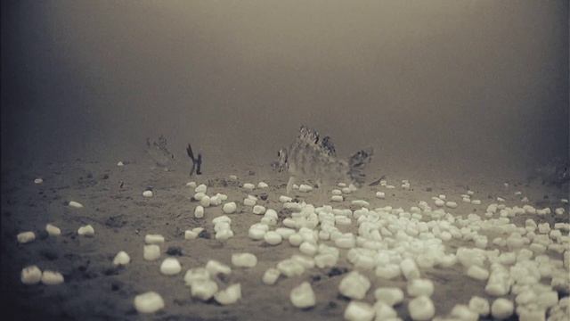 Ice fishing with underwater camera. Fish react to bait. смотреть онлайн