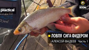 Ловля сига фидером. Алексей Фадеев. Часть 1