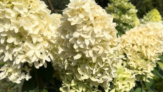 15 МЕТЕЛЬЧАТЫХ ГОРТЕНЗИЙ В ЛАНДШАФТНОМ ДИЗАЙНЕ НАШЕГО САДА (14 СОРТОВ)! НАСТОЯЩИЙ ЦВЕТНИК! смотреть онлайн