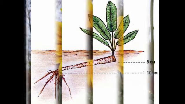 посев семян редиса в грунт sowing of seeds of radish in the ground смотреть онлайн