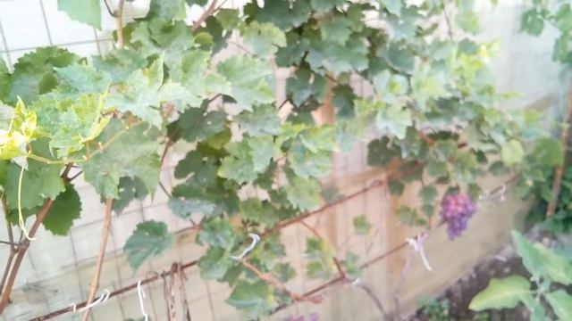 Виноград Виктория 2018 09 02 смотреть онлайн