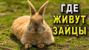 Где живут зайцы?