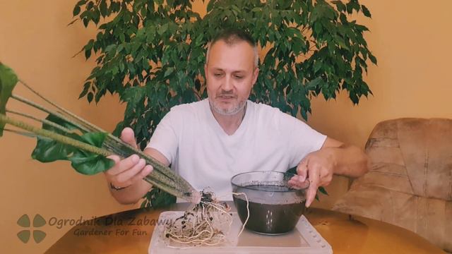 22. Alokazja Stingray i wciornastki. смотреть онлайн