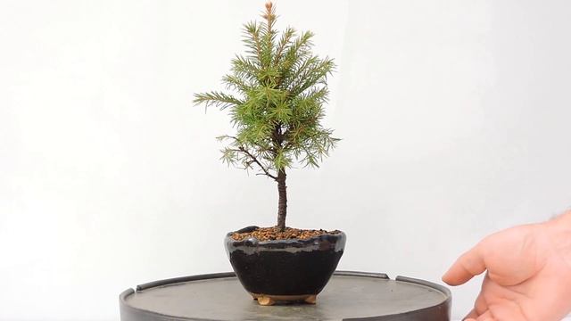 Vídeo 360º Bonsai Picea Jezoensis-Falso abeto de Siberia-Picea de Yedo ref.PIC04 смотреть онлайн