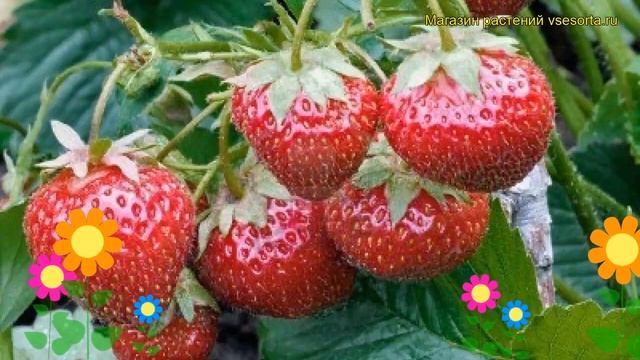 Земляника садовая Брайтон. Краткий обзор, описание характеристик fragaria ananassa Braiton смотреть онлайн