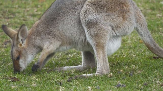 Red-necked Wallaby (Macropus rufogriseus banksianus ♀) with Joey [6] смотреть онлайн