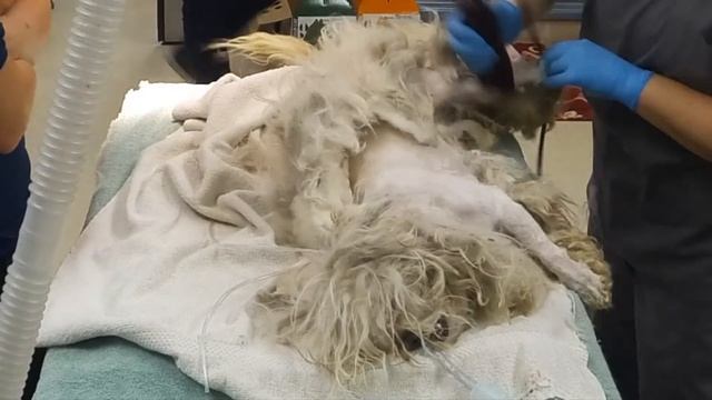 Silky's Extreme Makeover - Tails of a Shelter Vet смотреть онлайн
