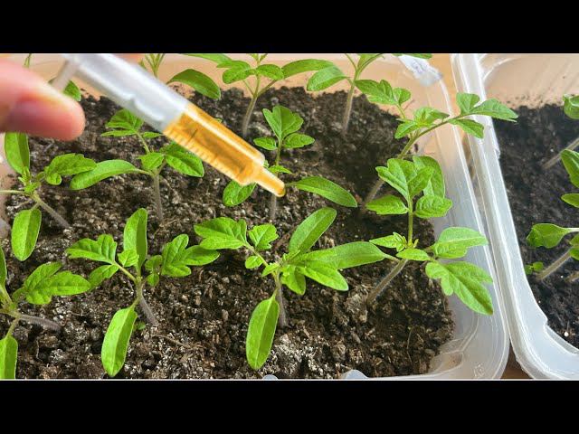 Добавила всего одну щепотку и такие корни! Даже чахлая рассада станет толстым крепышом! смотреть онлайн