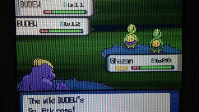 LIVE!! Shiny Budew after 7177 REs/14354 seen (Pokémon Pearl) смотреть онлайн