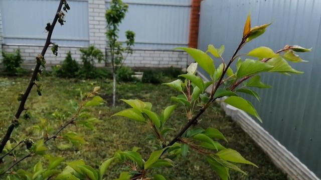 Спасение абрикоса от Монилиоза !!! смотреть онлайн