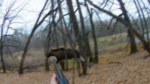 охота на лося .бронебойный бык.