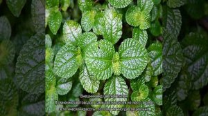 Пилея мелколистная — уход в домашних условиях