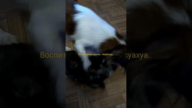 Уроки воспитания щенка . Мама чихуахуа занимается воспитанием щенка! #чихуахуа смотреть онлайн