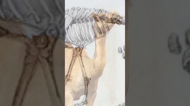 Интересный факт про верблюда #шортс #верблюд #животные #природа #окружающиймир #факты #шорты #foru смотреть онлайн