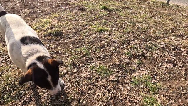 Краснодар. 24.01.2023. Погода онлайн с места событий:).Покормил беспризорных собак. Настроение супе смотреть онлайн