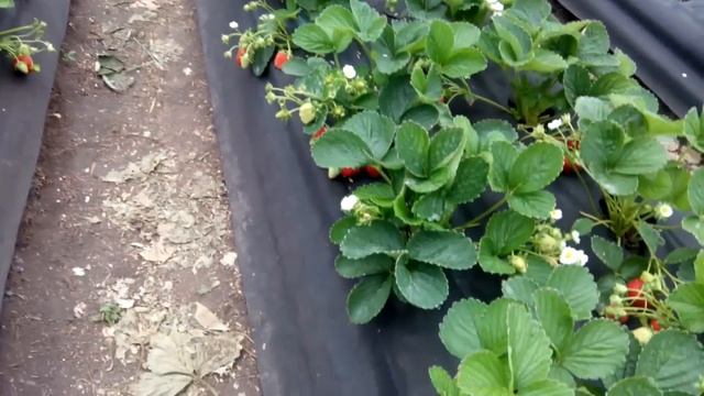 Моя клубника Сан Андреас в теплице смотреть онлайн