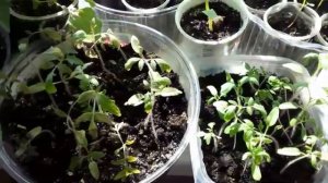 Рассада помидор стала фиолетовая и не растёт.