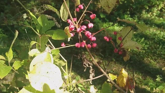 27 сентября 2022 года Бересклет Сахалинский смотреть онлайн