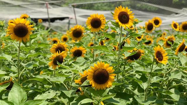 The Power Of Your Love saxophone cover , Yanagisawa W02 смотреть онлайн