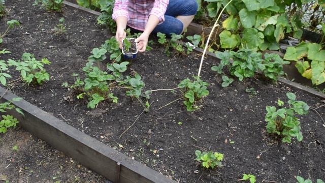 Усы клубники: секреты выбора смотреть онлайн