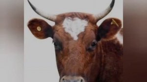 Жалейка. Музыкальный инструмент.