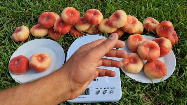 Персик Сатурн !!! Peach Saturn !!! смотреть онлайн