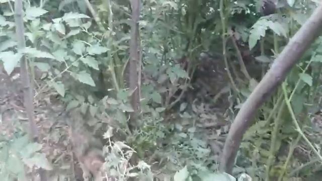 Обработка помидоров перекисью водорода. 10 июля 2022 г. смотреть онлайн