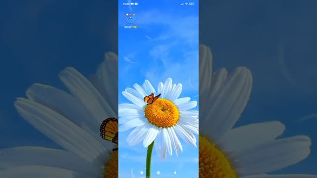 обои с бабочкой на ромашке. Расслабляющее видео 😍 смотреть онлайн