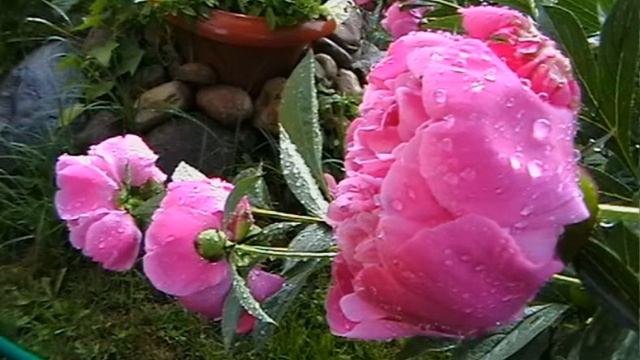 Просто цветы смотреть онлайн