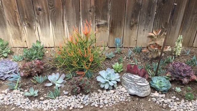 Succulent Sunday: Echeveria Maze смотреть онлайн