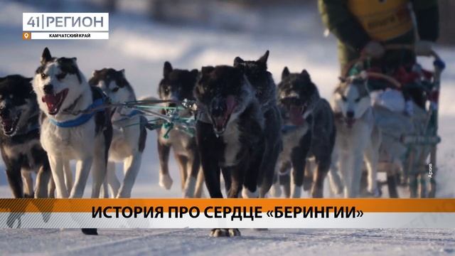 ИСТОРИЯ ПРО СЕРДЦЕ «БЕРИНГИИ» • НОВОСТИ КАМЧАТКИ смотреть онлайн