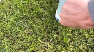 КАК ЗАПАРИТЬ ПШЕНО ДЛЯ РЫБАЛКИ #рыбалка #напоплавок