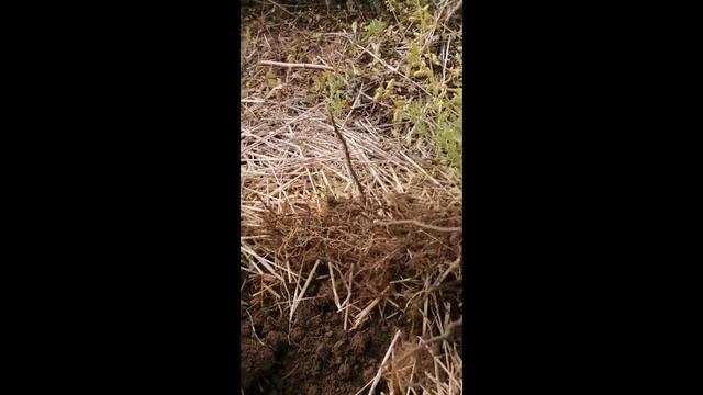 Корневой рак на малине смотреть онлайн