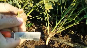 Окулировка розы на шиповник!!!???Рождение новых роз!!! Сорт шиповника Лакса!!