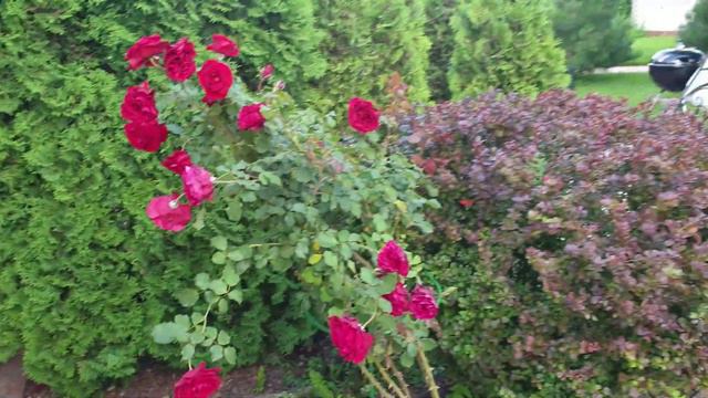 Мои покупки в ИКЕА. Хватит бездельничать, пора работать. смотреть онлайн