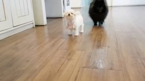 БИШОН ФРИЗЕ ВСЕ О ПОРОДЕ. ИНТЕРЕСНЫЕ ФАКТЫ