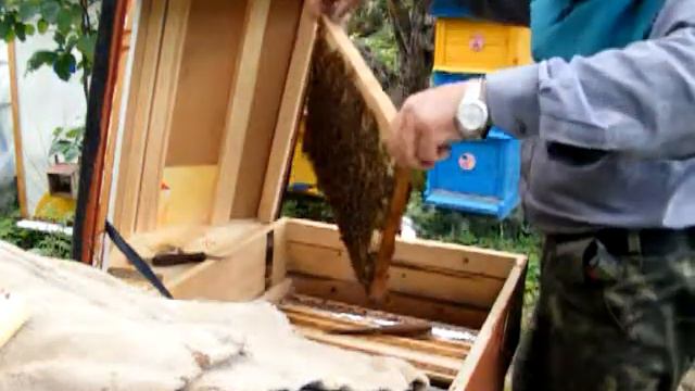 Бджоли. Лікування чистотілом. 2ч смотреть онлайн