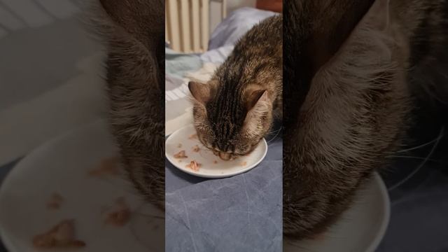 соня ест суп из тунца