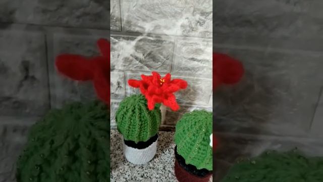 кактусы игольницы, вязка смотреть онлайн