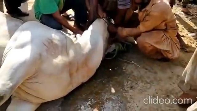 Cow Qurbani 2020 | Karachi | ? ⚠️ Be-Aware Of Non-Professional Qasai ⚠️ смотреть онлайн