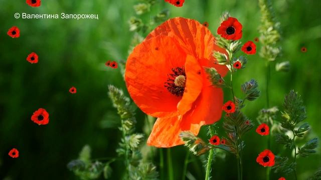 Там, где цветут маки Футажи и переходы смотреть онлайн
