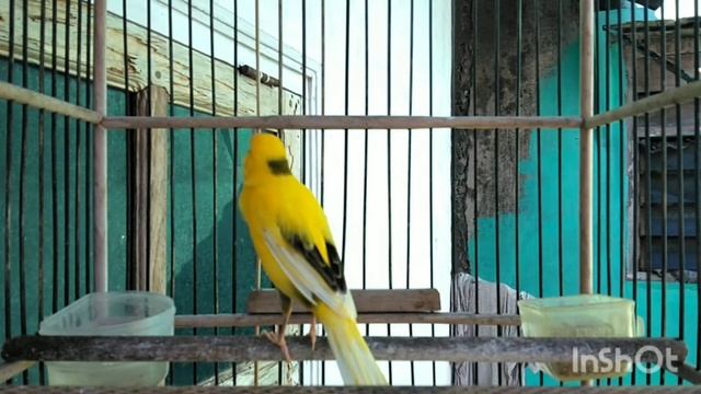 Canary Singing CHAMPION / Canary Songs For Training / Timbrado Spanyol Canary