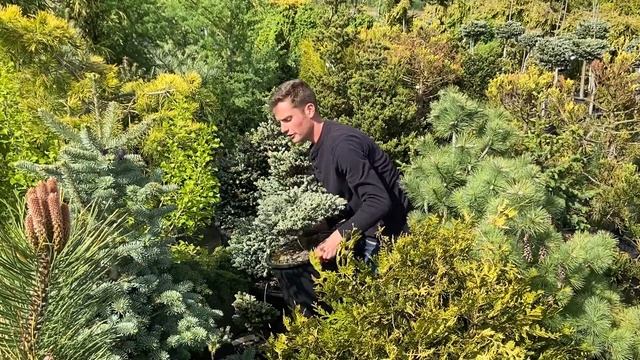 Kohout's Ice Breaker Korean Fir From Conifer Kingdom