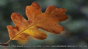 Болезни и вредители каштана – какие бывают и как помочь дереву