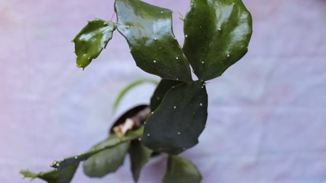 Кактусы и суккуленты| Комнатные растения смотреть онлайн