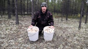 Лес усыпан грибами, можно косой косить))) СИБИРСКАЯ грибалка 2024 г