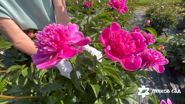 Purple Spider peony. Пёрпл Спайдер пион. Пулков сад смотреть онлайн