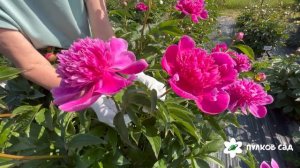 Purple Spider peony. Пёрпл Спайдер пион. Пулков сад